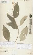Alexander von Humboldt Solanum citrifolium painting